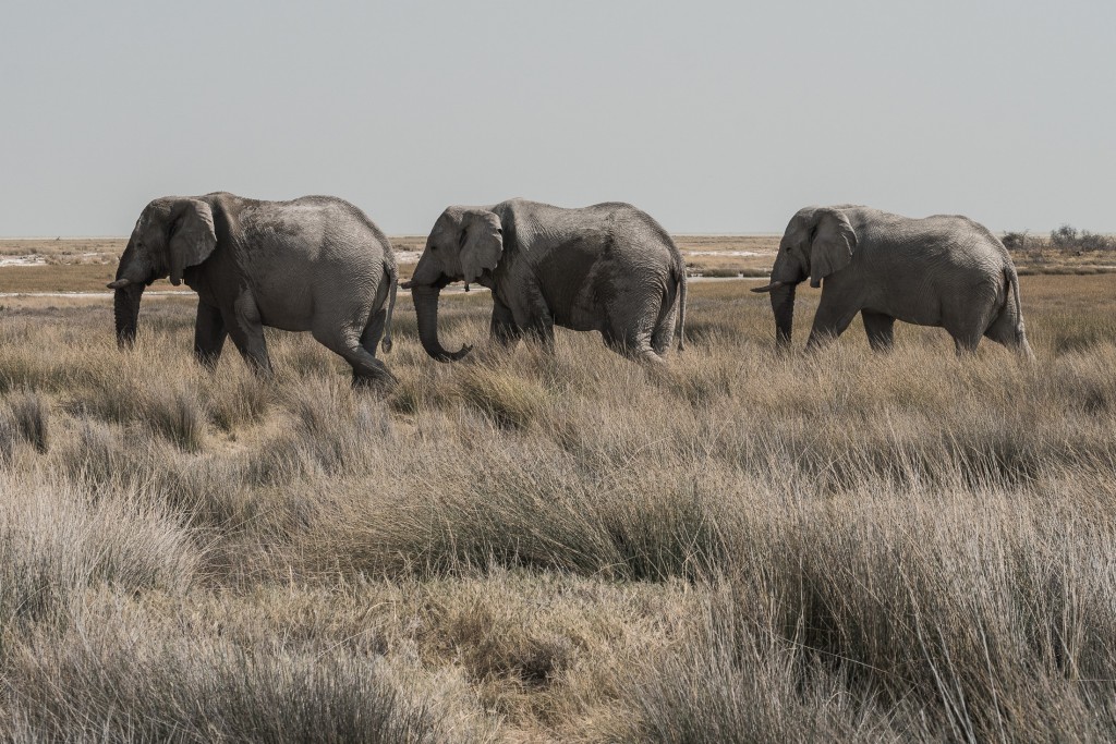 namibia elefanti